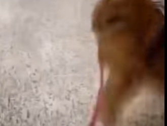 H1617005 Perro reconoce su dueño en el aeropuerto después de años (Part 2)