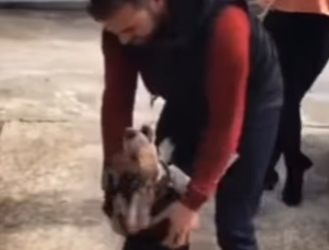 H1617006 Perro explota de alegría al ver su dueño después de tanto tiempo (Part 2)