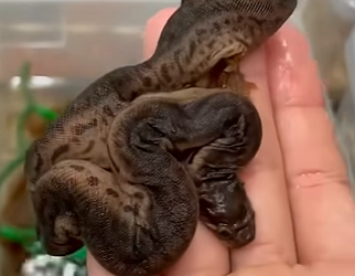 G1718005 Las Serpientes Más Extrañas del Reino Animal (Parte 2)