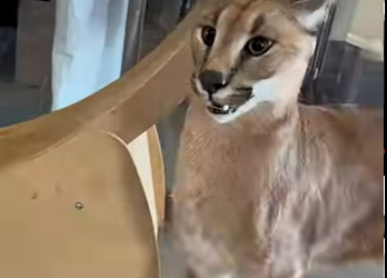 G1718003 Pokémon en la Vida Real (Parte 2)