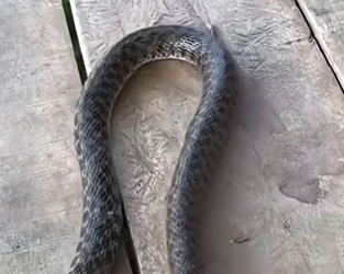 G1718006 Animales que Provocan Su Propia Muerte (Parte 2)