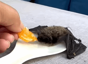 S2930011_saw bat by roadside was almost washed into sewer (Part 2)