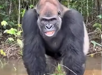 G1718001 Cuidado Con Estos (Parte 2)