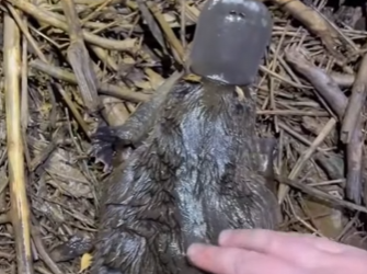 R1712003 Salva al ornitorrinco (Parte 2)