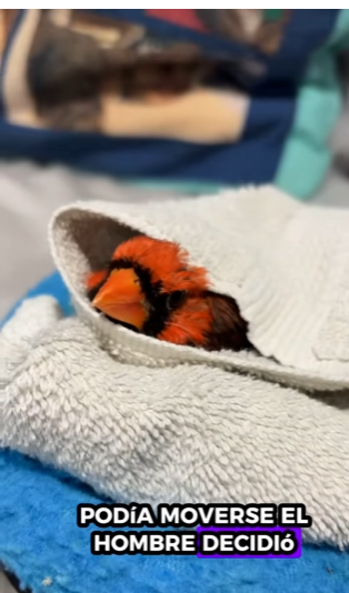 R1712001 Cardenal de rescate (Parte 2)