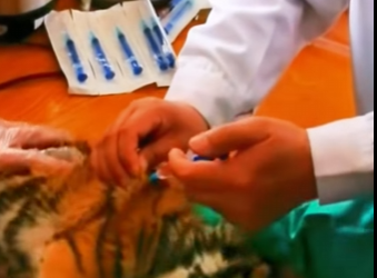 R1712006 Salva al tigre (Parte 2)