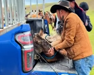 R1712008 Caballo de rescate (Parte 2)