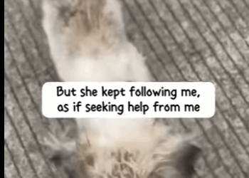 S0102002_On way home,I met dog holding her dead baby,but luckily,I save A DOG (Part 2)