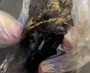 R1712005 Rescate de mirlos (Parte 2)