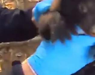 A1712003 Rescatando osos pardos (Parte 2)