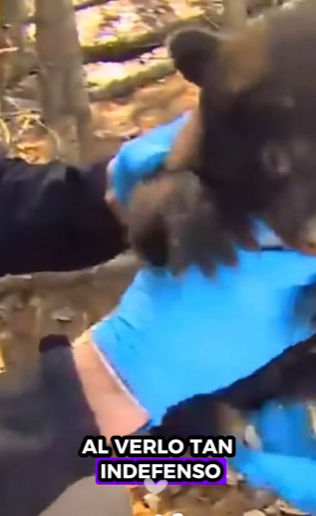 A1712003 Rescatando osos pardos (Parte 2)