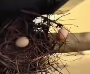 A1712007 Tórtola de rescate (Parte 2)