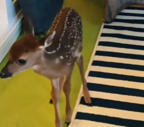 A1712005 Rescate de ciervos (Parte 2)