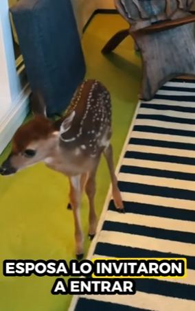 A1712005 Rescate de ciervos (Parte 2)