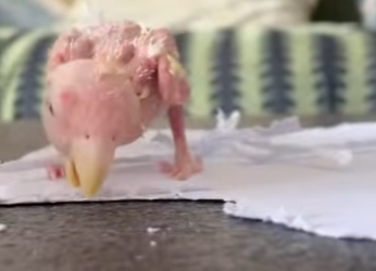 A1712001 Loro de rescate (Parte 2)