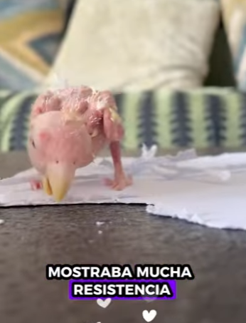 A1712001 Loro de rescate (Parte 2)