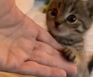 A1712002 Gatito rescatado (Parte 2)