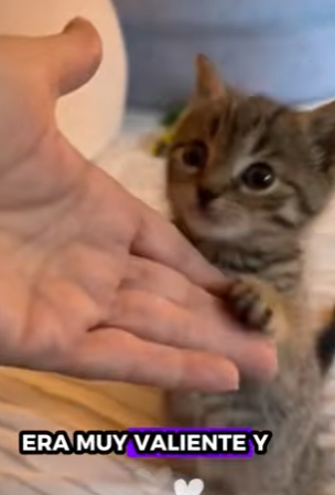 A1712002 Gatito rescatado (Parte 2)