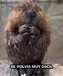 A1712006 Castor de rescate (Parte 2)