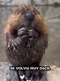 A1712006 Castor de rescate (Parte 2)