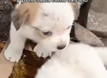 Mi hermanito ya no se movía yo no sabía cómo salvarlo (Parte 2)