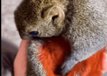 S2930001 poor squirrel on road (Part 2)