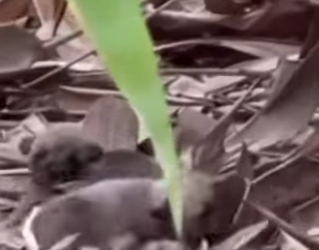 Basurero, hambre ratas esta es nuestra historia real (Parte 2)