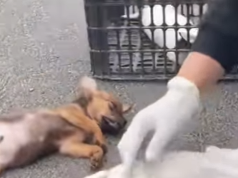 F1712005 Todo por hacer pipí en una alfombra así nos castigaron (Parte 2)