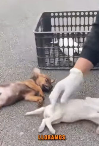 F1712005 Todo por hacer pipí en una alfombra así nos castigaron (Parte 2)