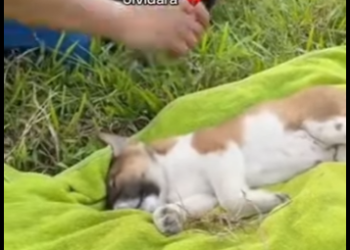 F1712003 Lo dejaron inconsciente entre la hierba esperando que el mundo (Parte 2)