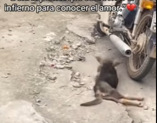 F1712006 Dori la perrita que sobrevivió al infierno para conocer el amor (Parte 2)