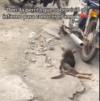 F1712006 Dori la perrita que sobrevivió al infierno para conocer el amor (Parte 2)