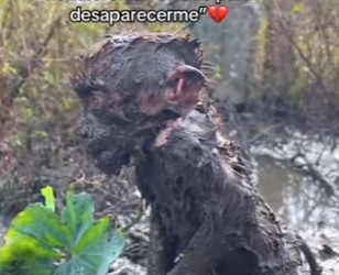 F1712002 Me arrancaron de mi mamá me hundieron en el lodo para desaparece (Parte 2)