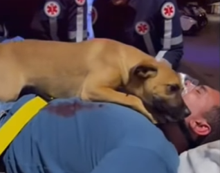 F1712001 Mientras él moría en una camilla, su perro fue el único que se quedó (Parte 2)