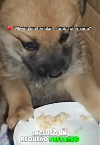 Mi vida era temblar lloraba por miedo (Parte 2)