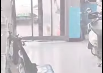 La perrita que aprendió sobrevivir arrastrándose (Parte 2)