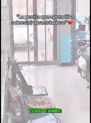 La perrita que aprendió sobrevivir arrastrándose (Parte 2)