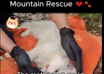 Sick Cat Mom, Crying Kittens, Mountain Rescue (Part 2)