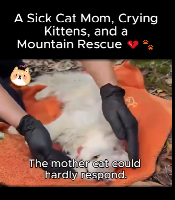 Sick Cat Mom, Crying Kittens, Mountain Rescue (Part 2)