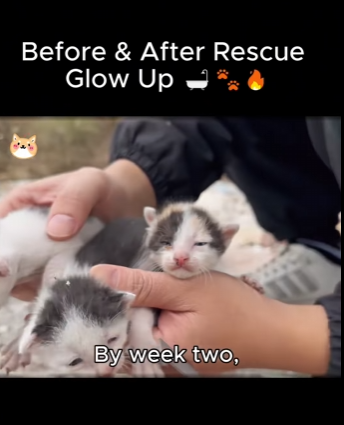 Before After Rescue Glow Up (Part 2)
