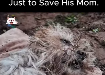 He Walked Miles Alone Just to Save His Mom (Part 2)