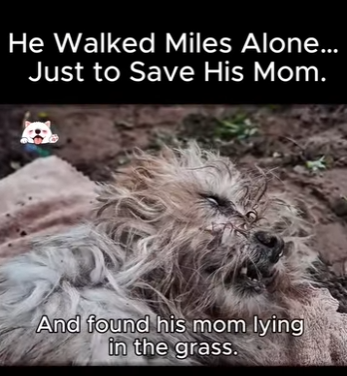 He Walked Miles Alone Just to Save His Mom (Part 2)