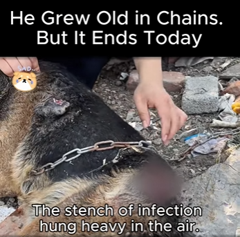 D1712002 He Grew Old in Chains (Part 2)