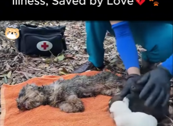 D1712003 Abandoned Because of Illness, Saved by Love (Part 2)