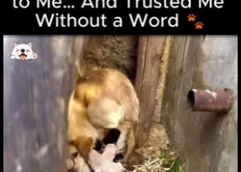 D1712001 She Carried Her Puppy to Me Trusted Me Without Word (Part 2)