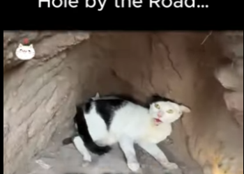 D1712005 She Hid Her Kittens in Hole by Road (Part 2)