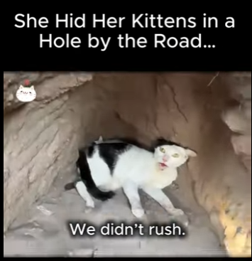 D1712005 She Hid Her Kittens in Hole by Road (Part 2)
