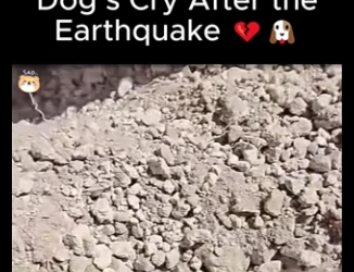 D1712004 Buried in Fear Mama Dog Cry After Earthquake