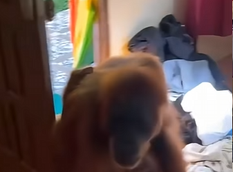 G1718008 Animales Salvajes Encontrados en las Casas (Parte 2)