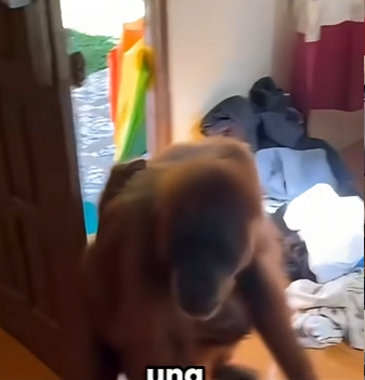 G1718008 Animales Salvajes Encontrados en las Casas (Parte 2)